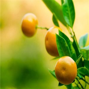 南北鮮果加盟可靠嗎？一份全面的新鮮水果零售加盟指南